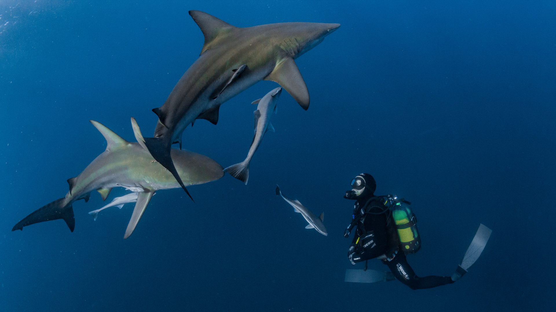 Timo Dersch Underwater photographer Writer Journalist