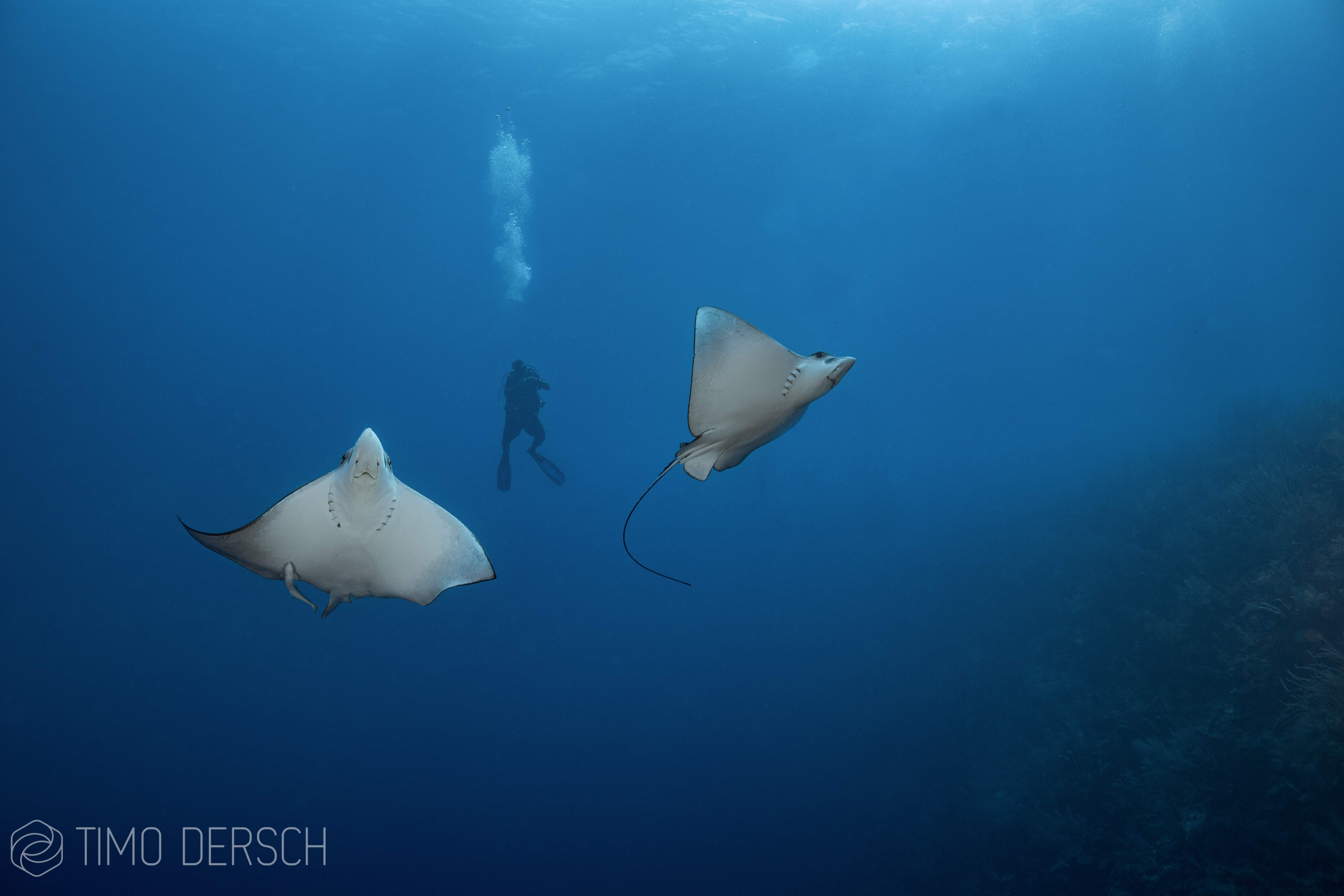 Timo dersch journalist diver writer underwater photgrapher