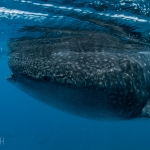 Whale shark Philippines timo dersch underwater photography diving